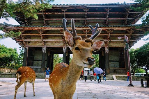 Excursion to Nara-1